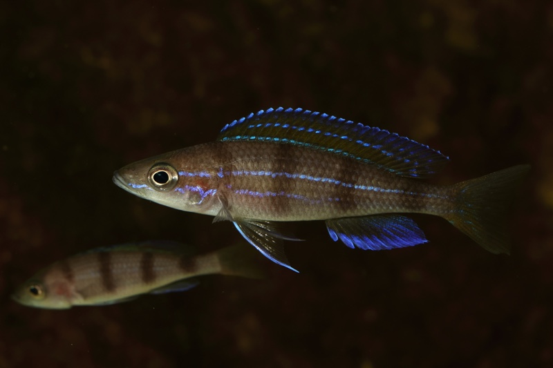 Paracyprichromis sp. 'ammelrooyi' Ikola